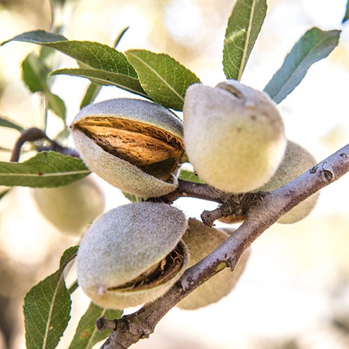 6 Choses que vous ignoriez sur l'amande